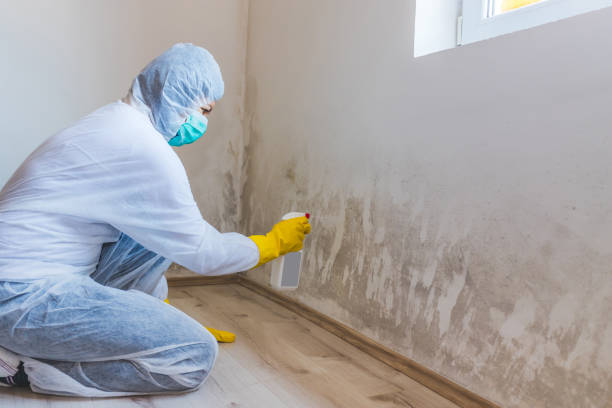 Licensed Basement Mold Remediation service in Greenbush, VA - Car Mold Remediation