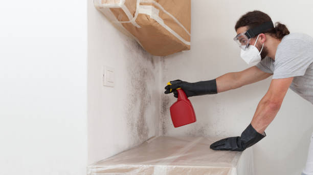 Professional Basement Mold Remediation technician working in Greenbush, VA