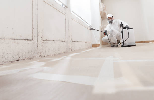 24/7 Emergency Basement Mold Remediation experts in Greenbush, VA