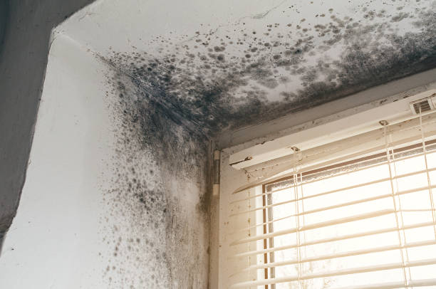 Affordable Basement Mold Remediation solutions in Greenbush, VA