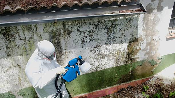 Top rated local Basement Mold Remediation specialists in Greenbush, VA